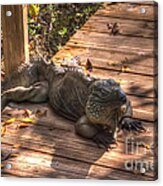 Large Iguana Acrylic Print