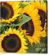 Large Sunflowers Acrylic Print