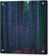 Larose Forest Acrylic Print