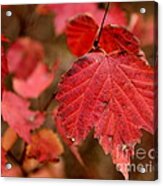 Last Fall Colors Acrylic Print