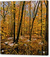 Last Of Autumns Color Acrylic Print