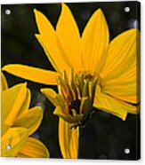 Late Summer Blooms Acrylic Print