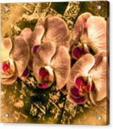 Late Summer Orchids Acrylic Print