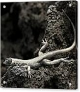 Lava Lounge Lizard Acrylic Print