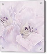 Lavender Azalea Flowers Acrylic Print