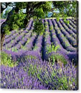 Lavender Field Ii - Lone Tree - Provence France Acrylic Print