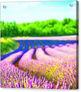 Lavender Field Acrylic Print