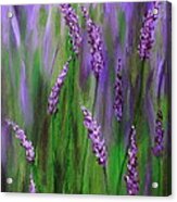 Lavender Garden Acrylic Print