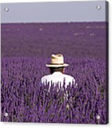 Lavender - Provence Acrylic Print