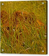 Laying In The Grass Acrylic Print