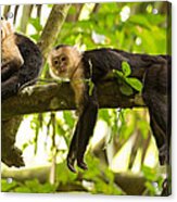 Lazy Day In The Rainforest Acrylic Print