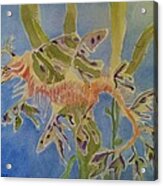 Leafy Sea Dragon Acrylic Print