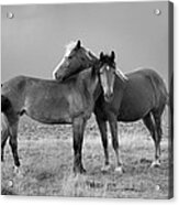 Lean On Me B And W Wild Mustang Acrylic Print