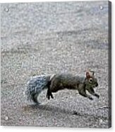 Leaping Squirrel Acrylic Print
