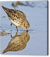 Least Sandpiper With A Reflection Acrylic Print