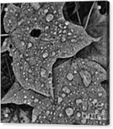 Leaves Of Autumn Acrylic Print