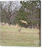 Leeping Deer Acrylic Print