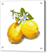 Lemons And Blossoms Acrylic Print