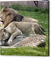 Leo And Una - Twin Male And Female Lions At The University Of North Alabama Acrylic Print
