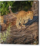 Leopard Cub Incoming Acrylic Print