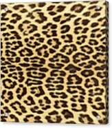 Leopard Hide Acrylic Print