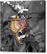 Leopard Lacewing Butterfly Dthu619bw Acrylic Print