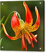 Leopard Lily In Bloom Acrylic Print