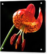 Leopard Lily (lilium Pardalinum) Acrylic Print