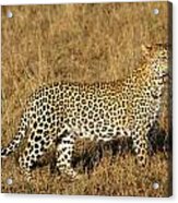 Leopard Looking Acrylic Print