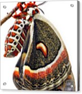 Cecropia Moth Emerged Acrylic Print