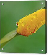 Poppy And Raindrops Acrylic Print