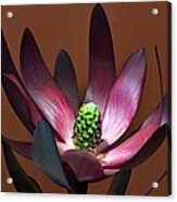 Levcodendron Acrylic Print