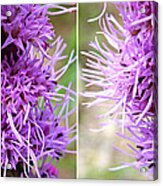 Liatris Flowers In Stereo Acrylic Print