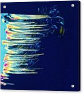 Light Micrograph Of Arginine Crystals Acrylic Print