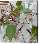 Light Pink Crabapple Acrylic Print