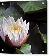 Light Pink Water Lily Acrylic Print