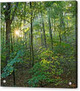 Light Up The Forest Acrylic Print