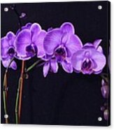 Lilac Amethyst Orchid Acrylic Print