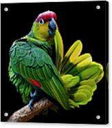 Lilacine Amazon Parrot Isolated On Acrylic Print