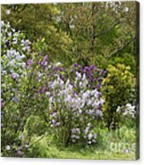 Lilacs 1 Acrylic Print