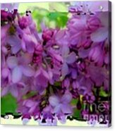 Lilacs Acrylic Print