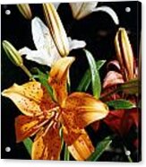 Lilies Assorted Colors Acrylic Print
