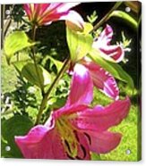 Lilies In The Garden Acrylic Print