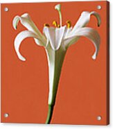White  Lily Acrylic Print