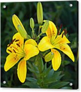 Lillies In Yellow Close-up Acrylic Print