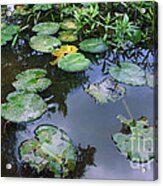Lilly Pad Reflections Acrylic Print