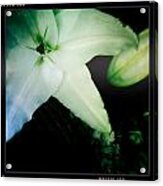 Lily Acrylic Print