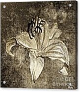 Lily Distresed White Sepia Acrylic Print