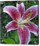 Lily Acrylic Print