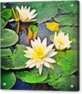 #lily #lilies #pad #lilypads Acrylic Print